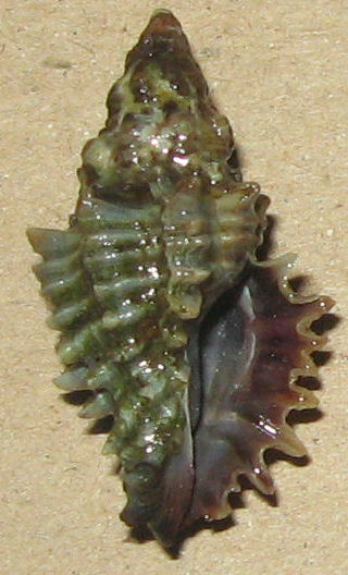 muricopsis